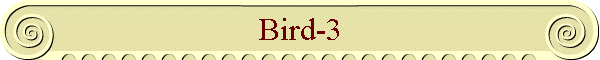 Bird-3