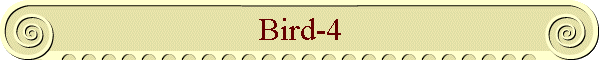 Bird-4