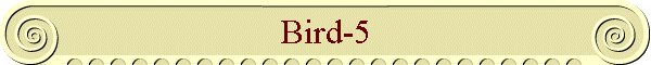 Bird-5